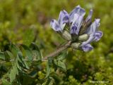 Oxytropis sordida