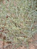 Halothamnus hierochunticus. Часть цветущего и плодоносящего растения. Израиль, г. Беэр-Шева, пустырь. 05.11.2012.