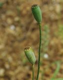 род Papaver