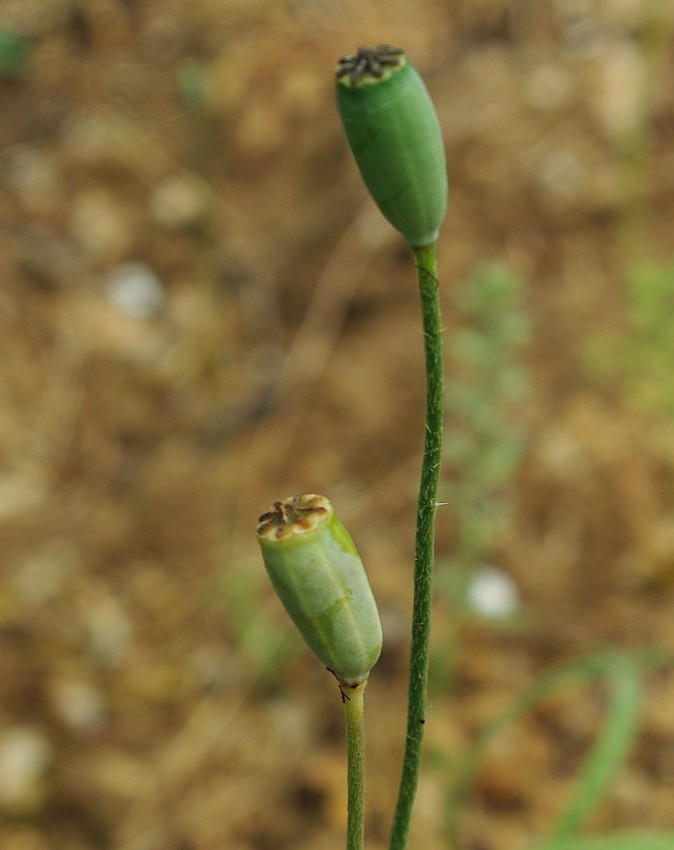 Image of genus Papaver specimen.