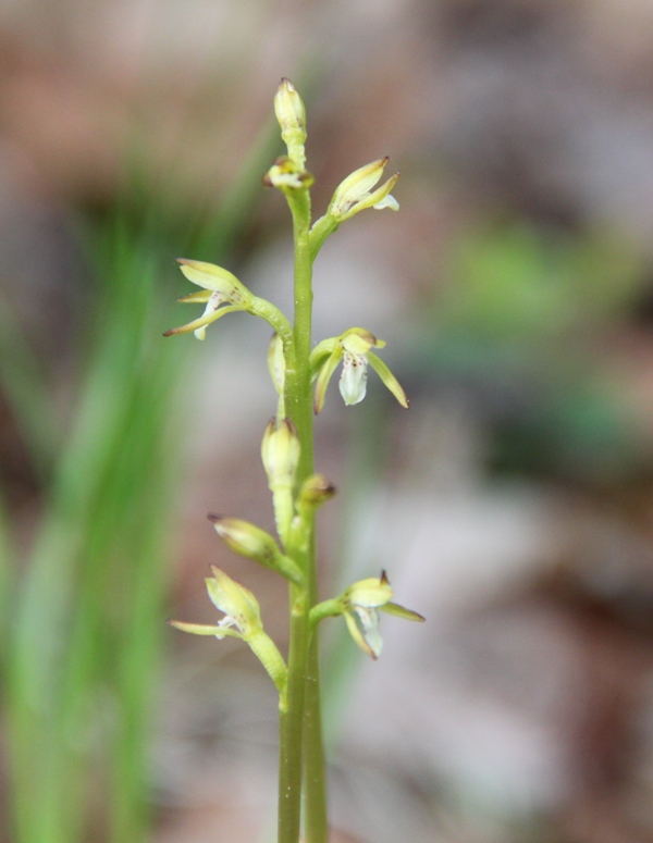 Изображение особи Corallorhiza trifida.