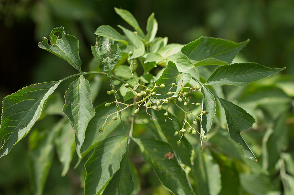 Изображение особи Sambucus nigra.