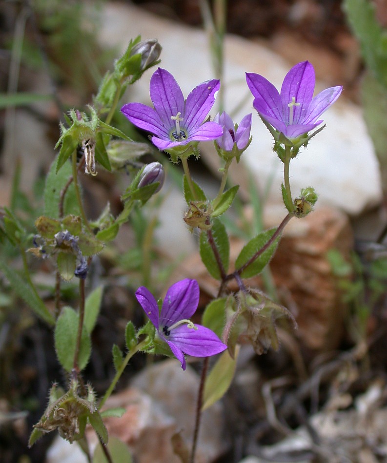 Image of Campanula stellaris specimen.