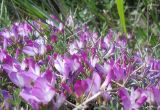 Onobrychis cornuta