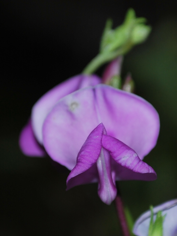 Изображение особи Dolichos purpureus.