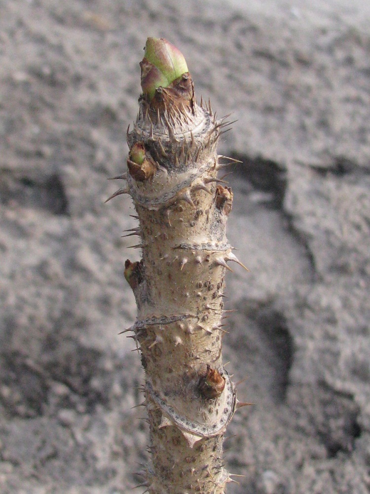 Image of Aralia elata specimen.