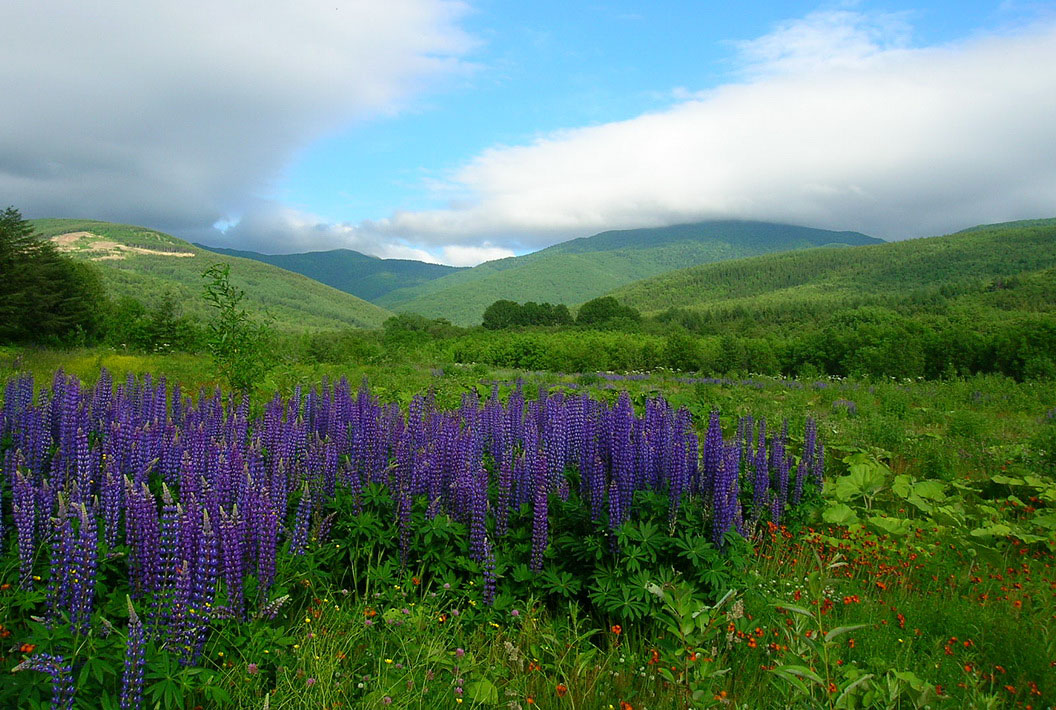 Изображение особи Lupinus × regalis.
