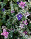 Salvia viridis