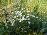 Symphyotrichum falcatum