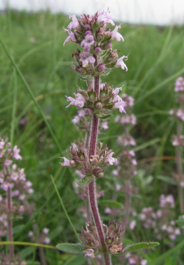 Изображение особи Thymus lavrenkoanus.