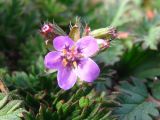 Erodium hoefftianum. Цветок и бутоны. Украина, г. Запорожье, пос. Солнечный, балка, на склоне. 07.03.2013.