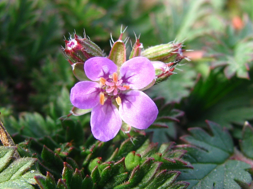 Image of Erodium hoefftianum specimen.