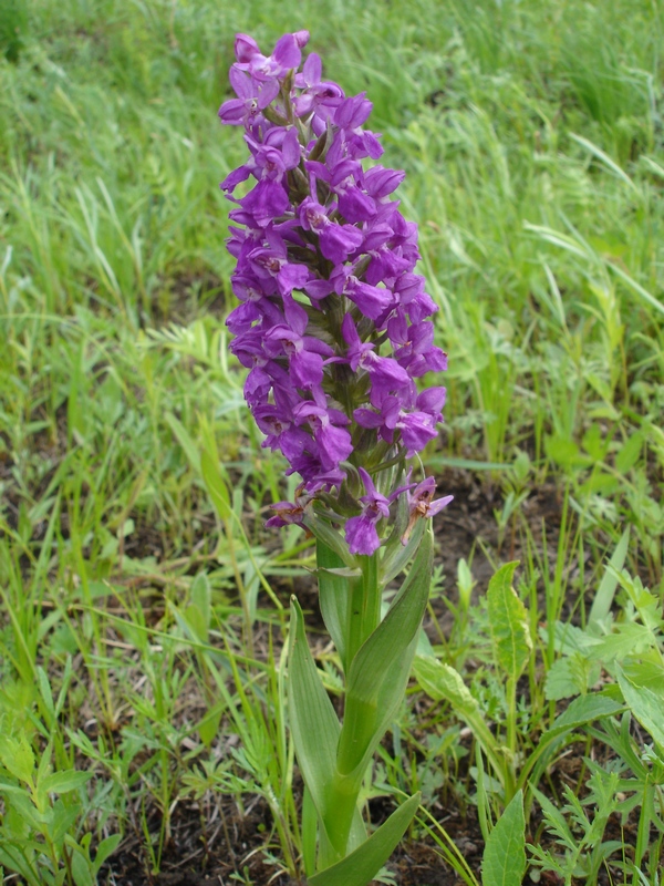 Изображение особи Dactylorhiza salina.