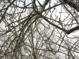 Prunus serrulata. Ветви в средней части кроны ('Pendula'). Германия, г. Кемпен, в парке. 28.03.2013.