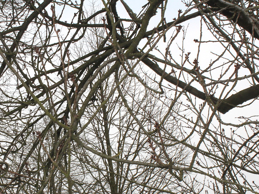 Image of Prunus serrulata specimen.