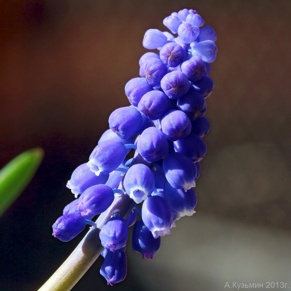 Image of Muscari armeniacum specimen.