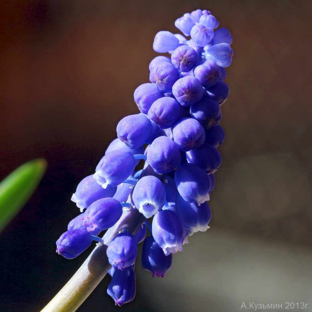 Изображение особи Muscari armeniacum.