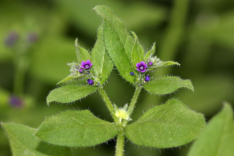 Изображение особи Asperugo procumbens.