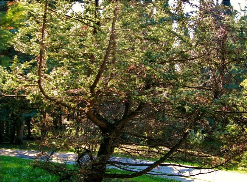 Image of Juniperus cedrus specimen.
