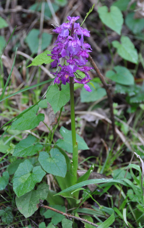 Изображение особи Orchis mascula.