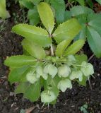 Helleborus argutifolius