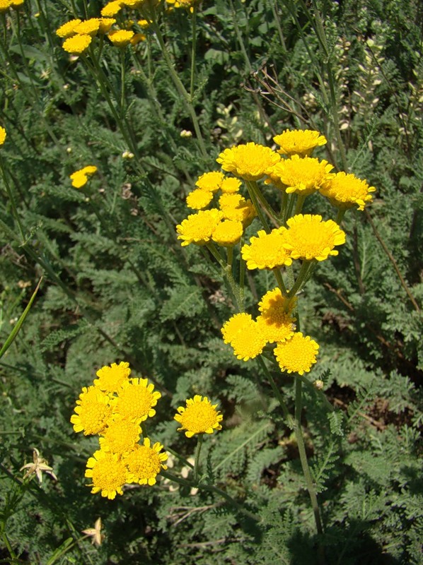 Image of Tanacetum millefolium specimen.