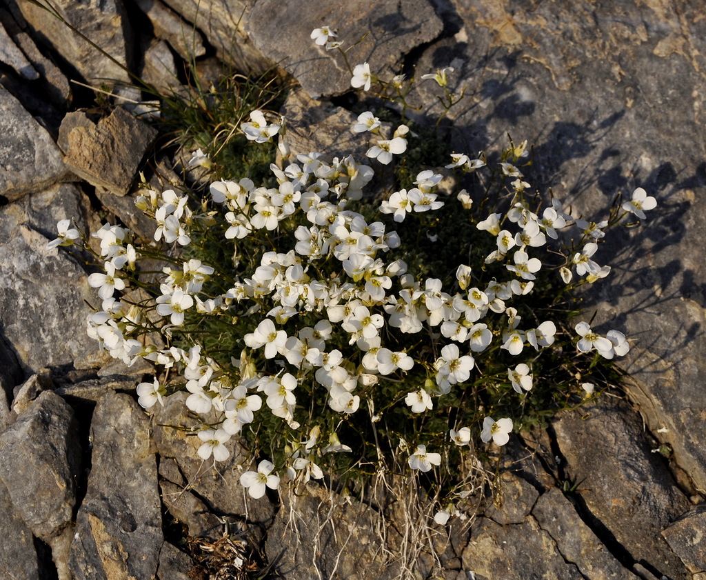 Изображение особи Arabis bryoides.