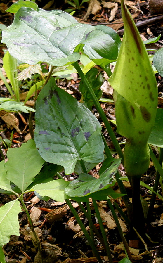 Image of Arum maculatum specimen.