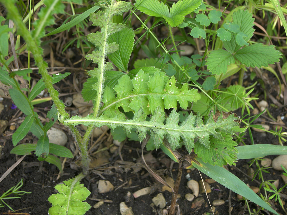 Изображение особи Carduus laciniatus.