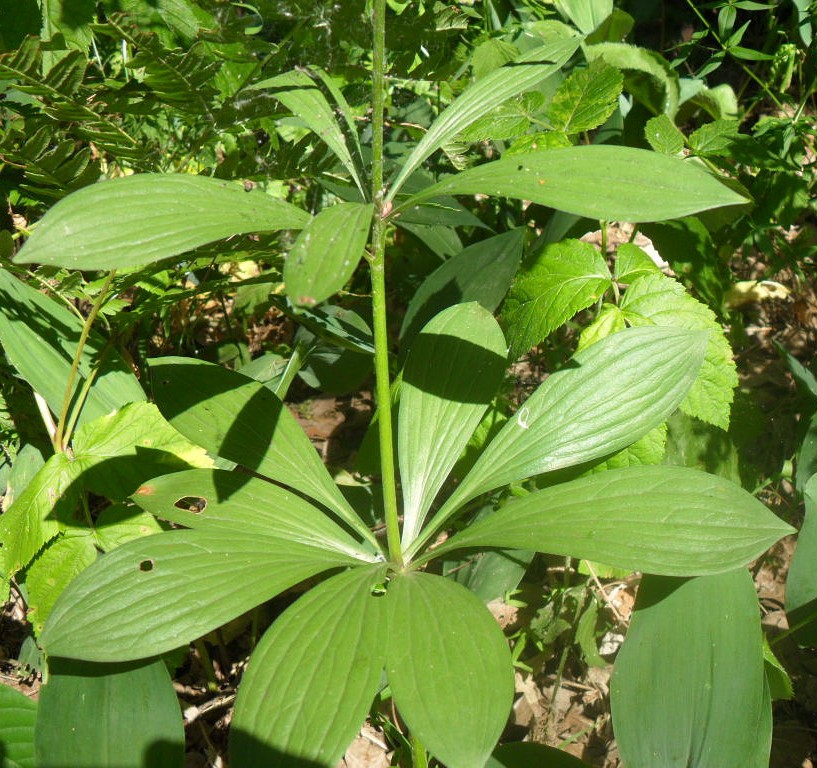 Image of Lilium pilosiusculum specimen.