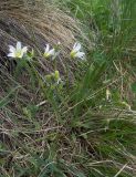 Cerastium ruderale