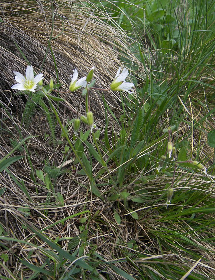 Изображение особи Cerastium ruderale.