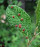 Salix aurita. Лист, поражённый галлами. Архангельская обл., Приморский р-н, окр. дер. Солза, опушка сухого леса. 08.07.2013.