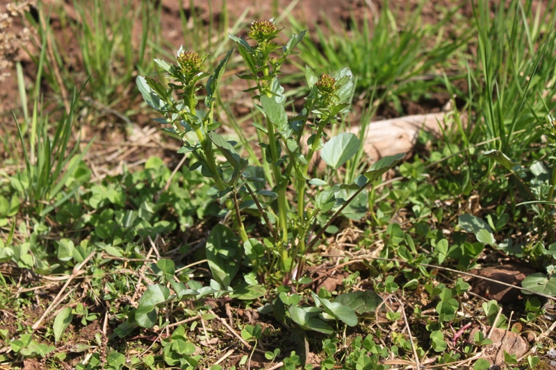 Image of Barbarea arcuata specimen.