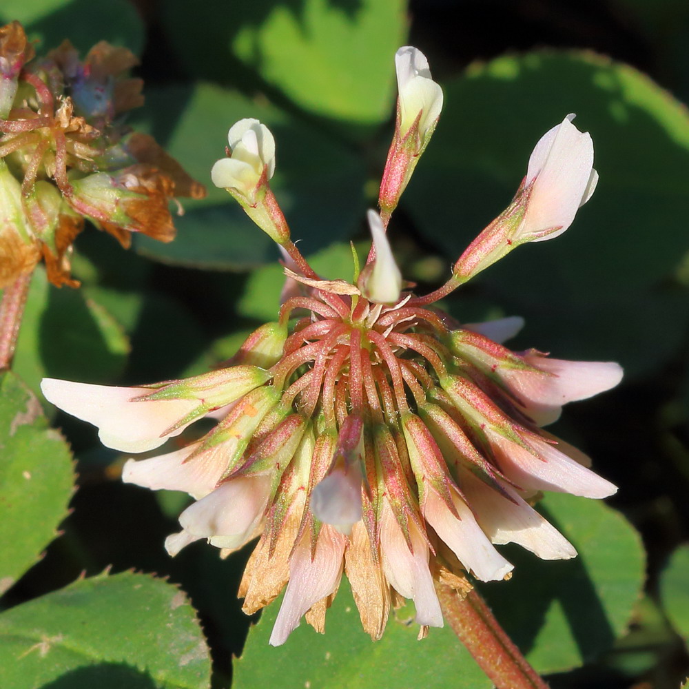 Изображение особи Trifolium repens.