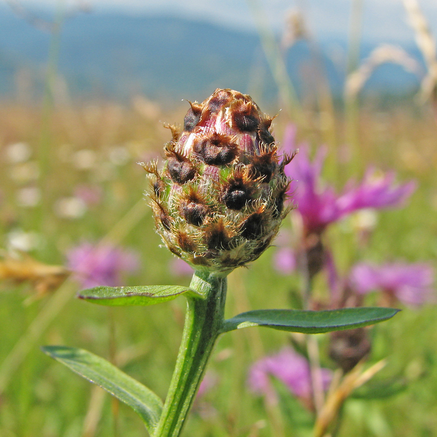 Изображение особи род Centaurea.