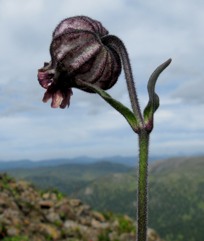 Изображение особи Gastrolychnis tristis.