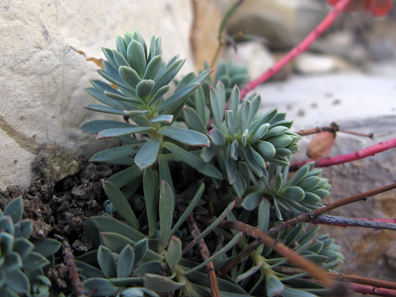 Image of Euphorbia petrophila specimen.