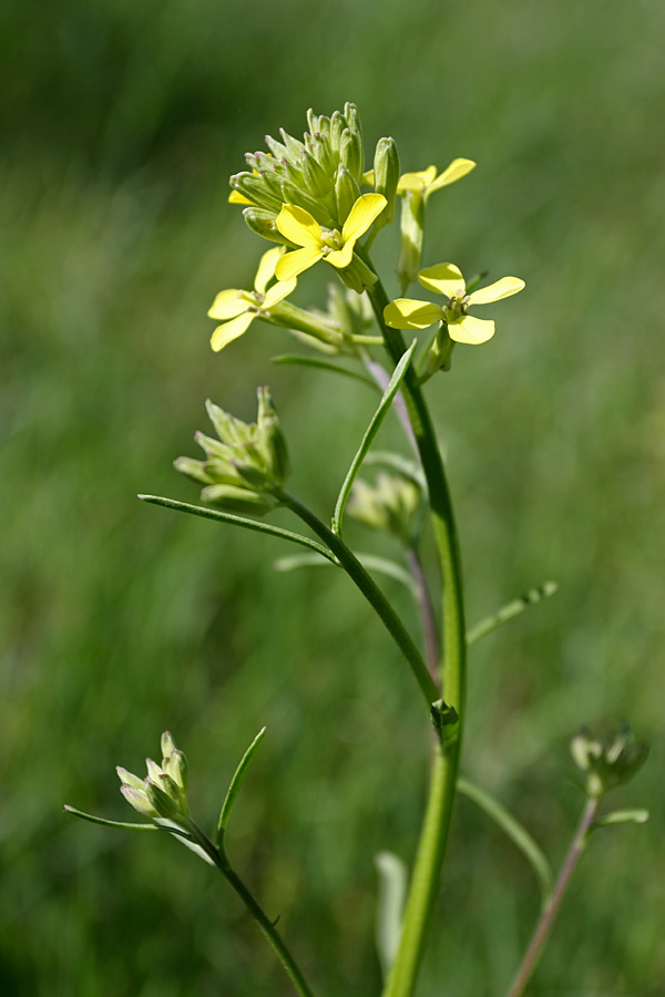 Изображение особи Erysimum canescens.