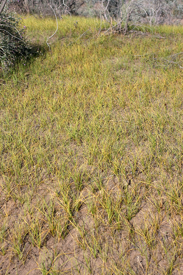 Image of Carex subphysodes specimen.