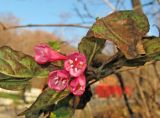 Weigela praecox