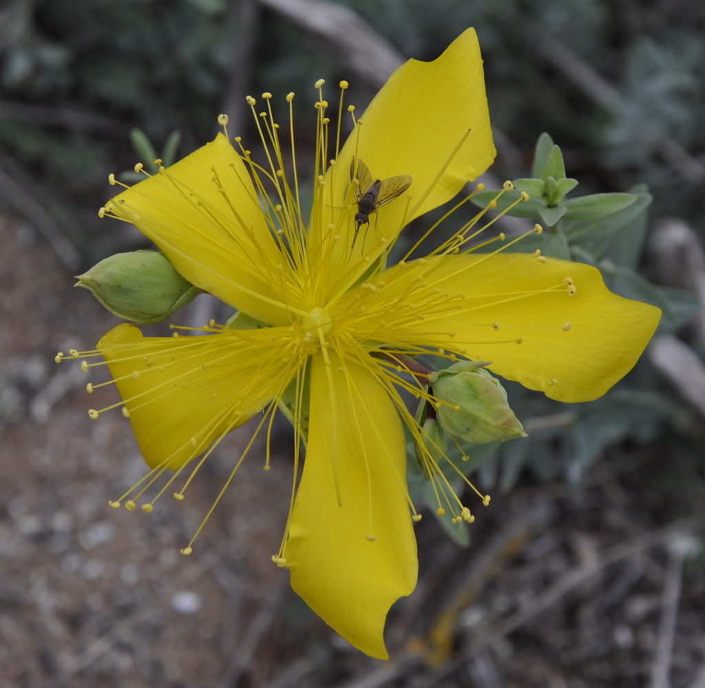 Image of Hypericum olympicum specimen.