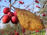 Crataegus crus-galli