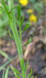 Cardamine pratensis