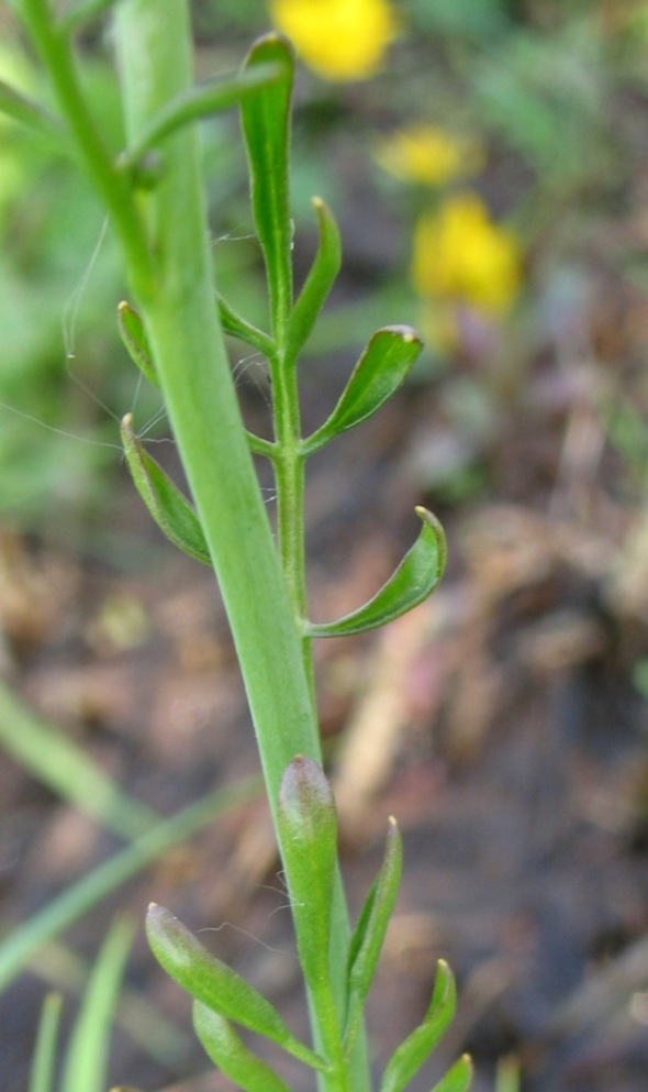 Изображение особи Cardamine pratensis.