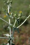Cousinia vicaria