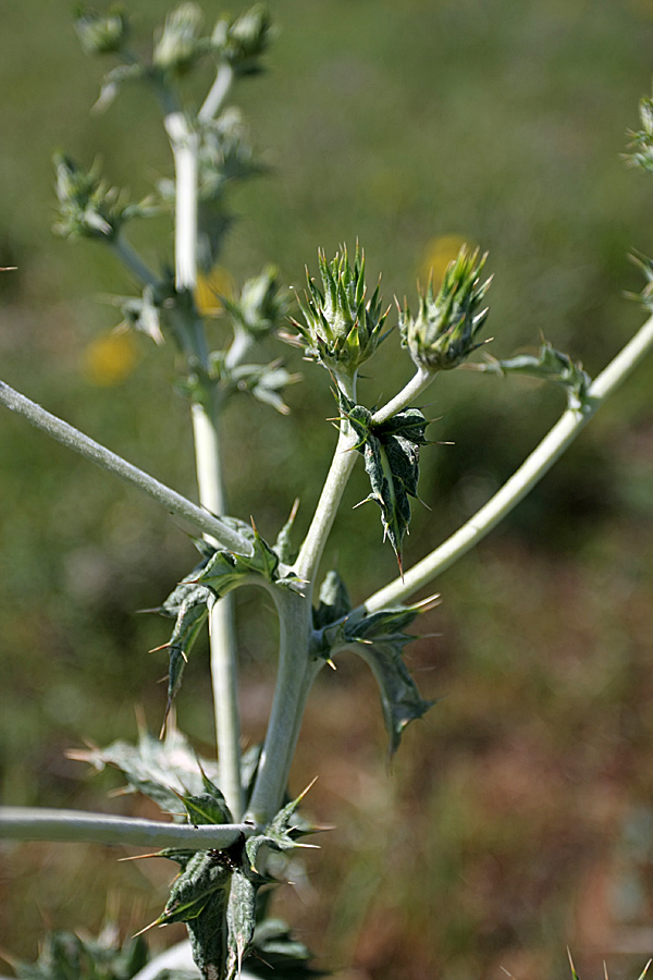 Image of Cousinia vicaria specimen.