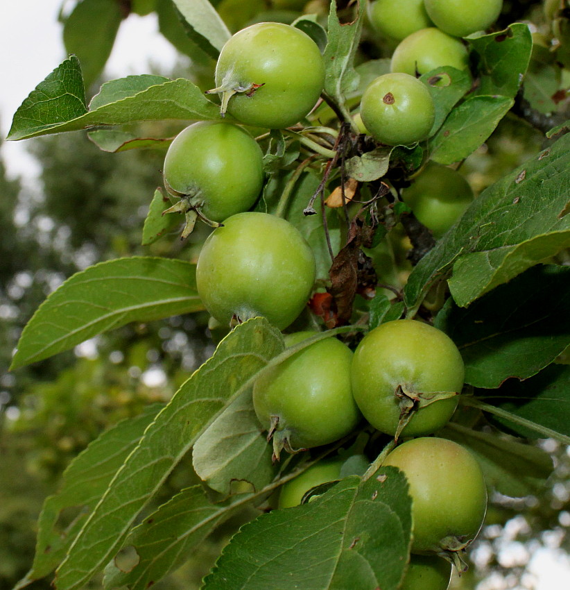 Image of Malus × zumi specimen.