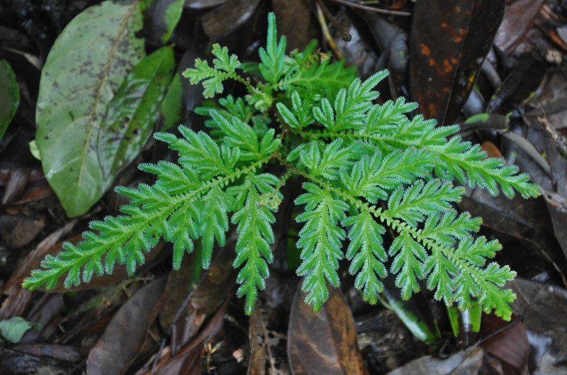 Image of Selaginella willdenowii specimen.