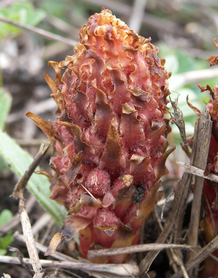 Image of Orobanche colorata specimen.